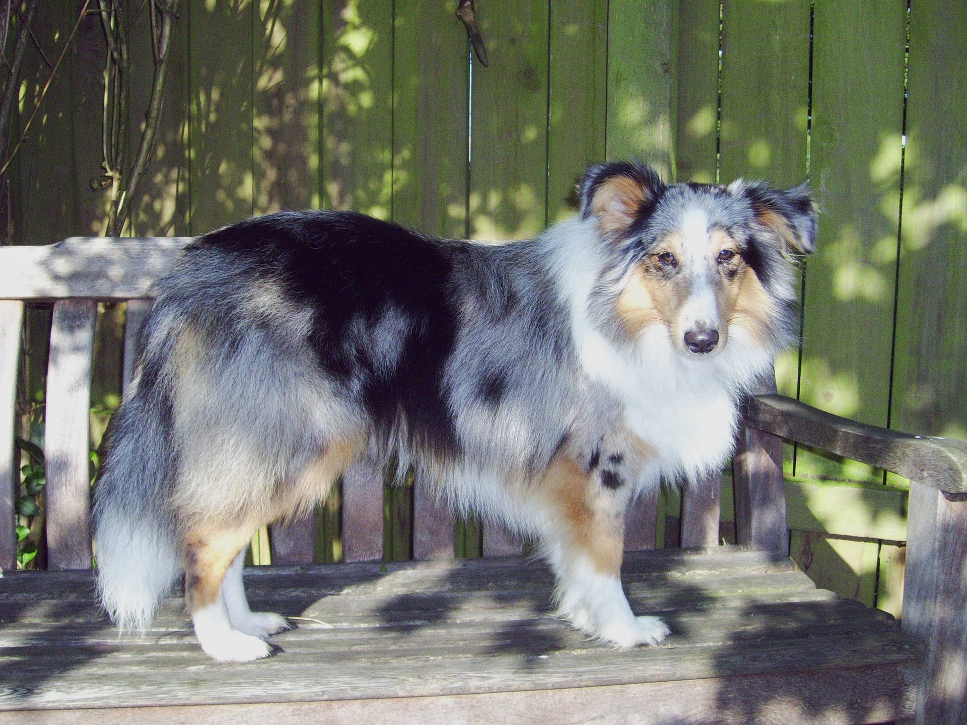 The Truth About Blue or Red Merle Cockapoos: What You Need to Know ...