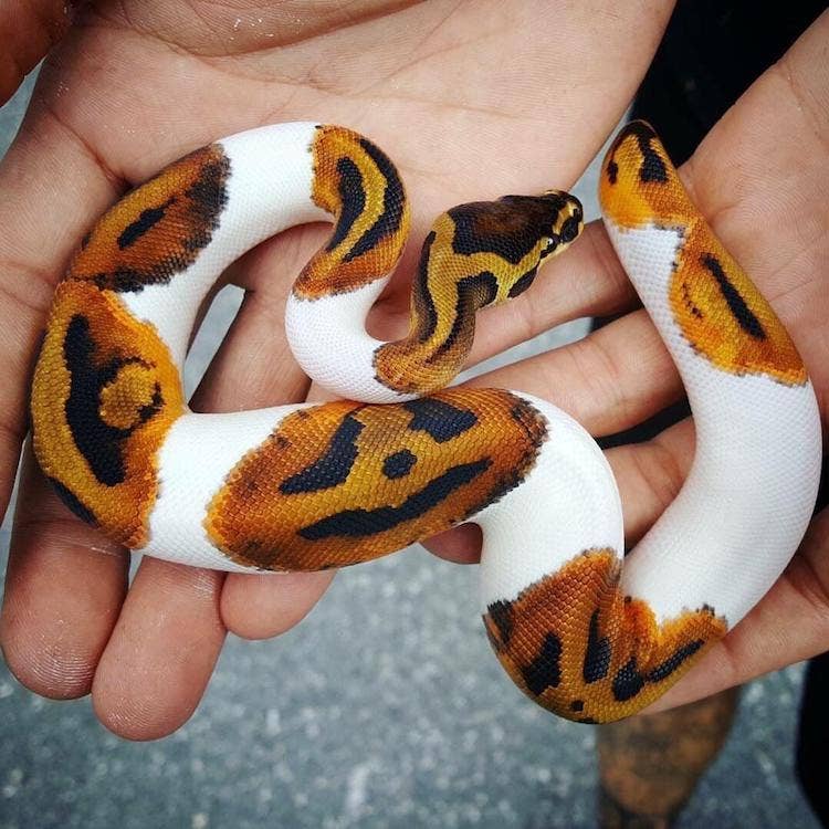 Ball Python Care Guide - PetHelpful