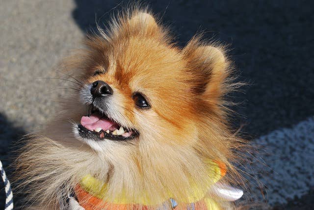 toy pomeranian shedding 12 Pros and Cons of Owning a Pomeranian PetHelpful