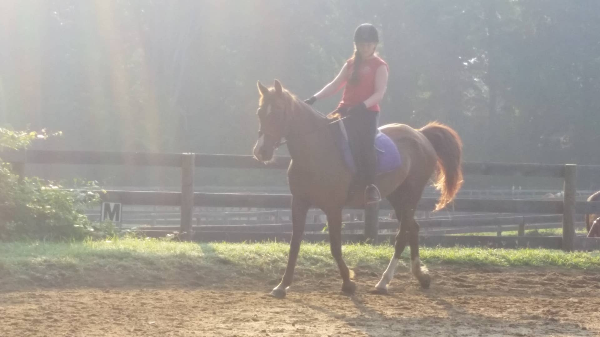 What Is Posting on a Horse? How to Do It and Helpful Hints - PetHelpful