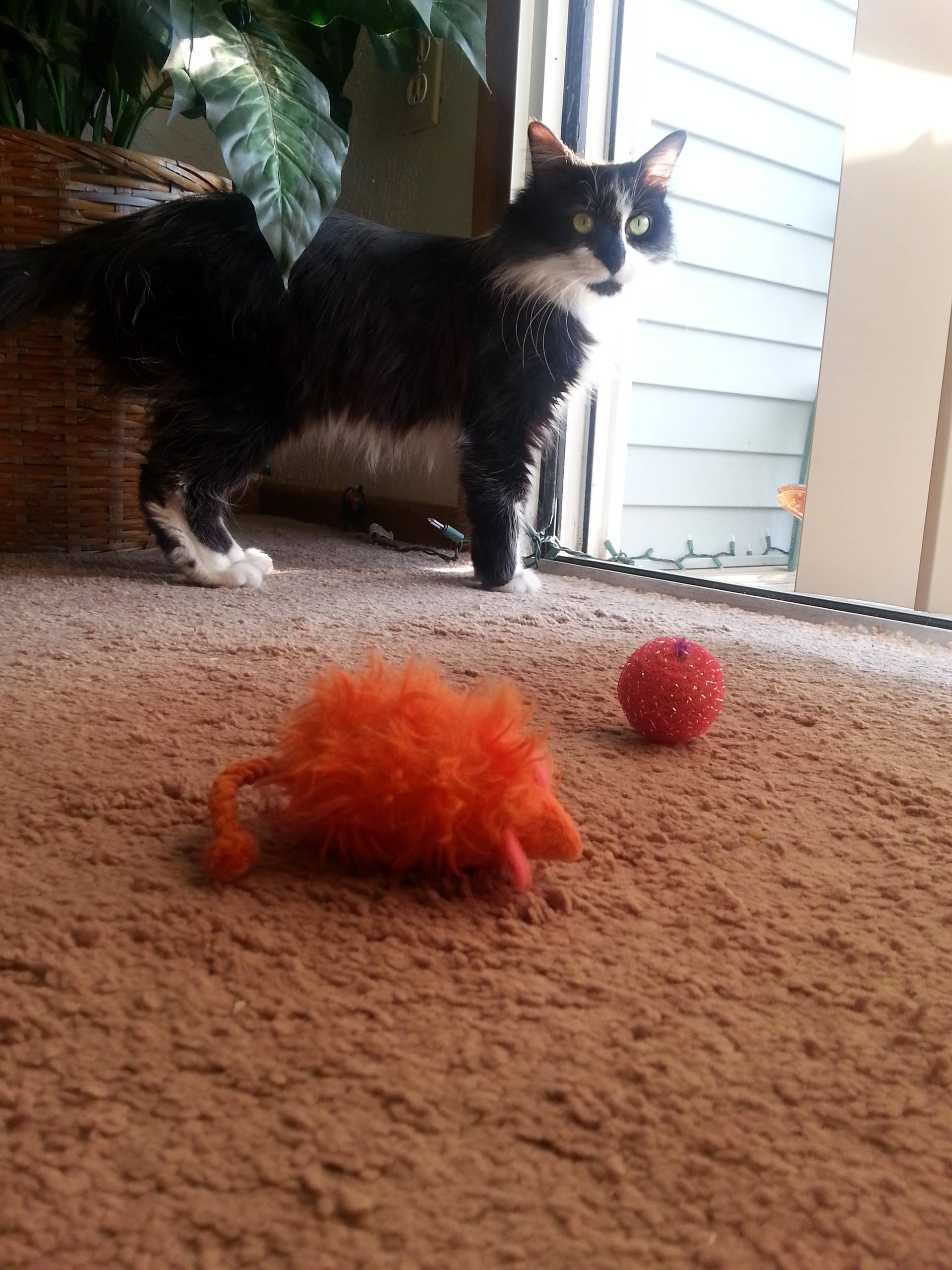 How to Teach Your Cat to Play Fetch in 6 Easy Steps - PetHelpful