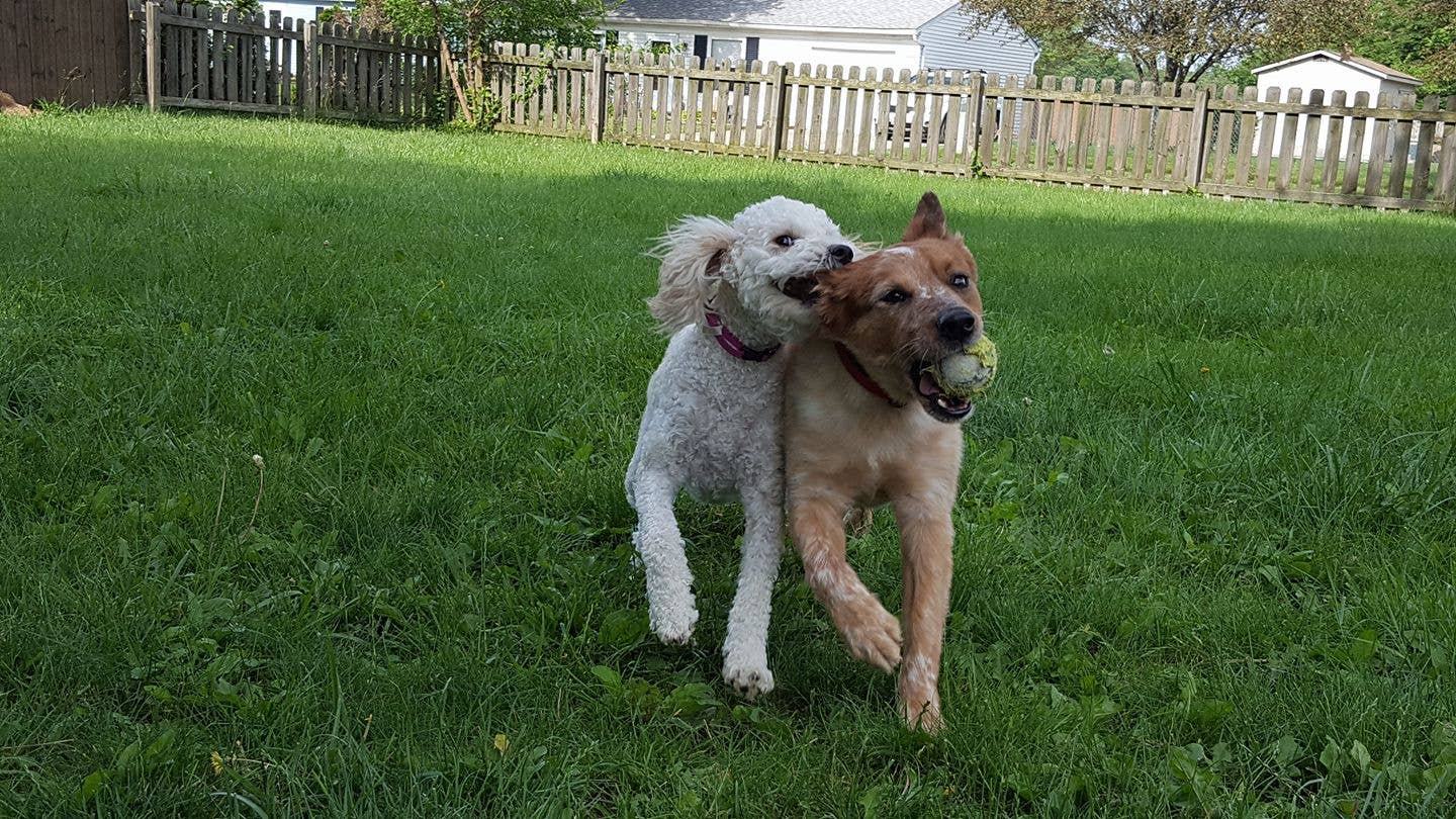 Australian Cattle Dog: Tips, Tricks and Training Advice for Raising ...