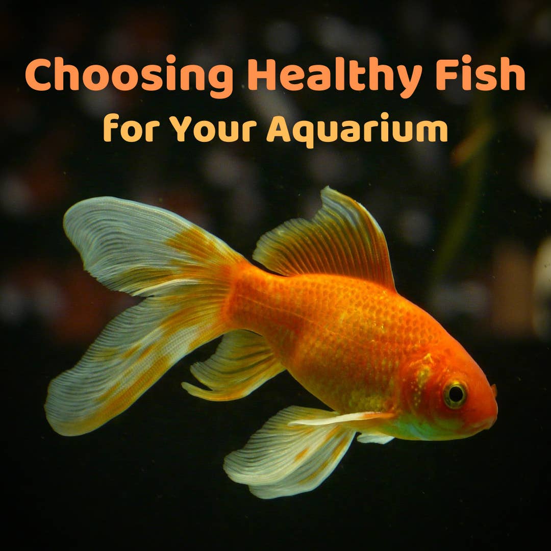 Fish-Buying Tips: How to Choose Healthy Aquarium Fish - PetHelpful