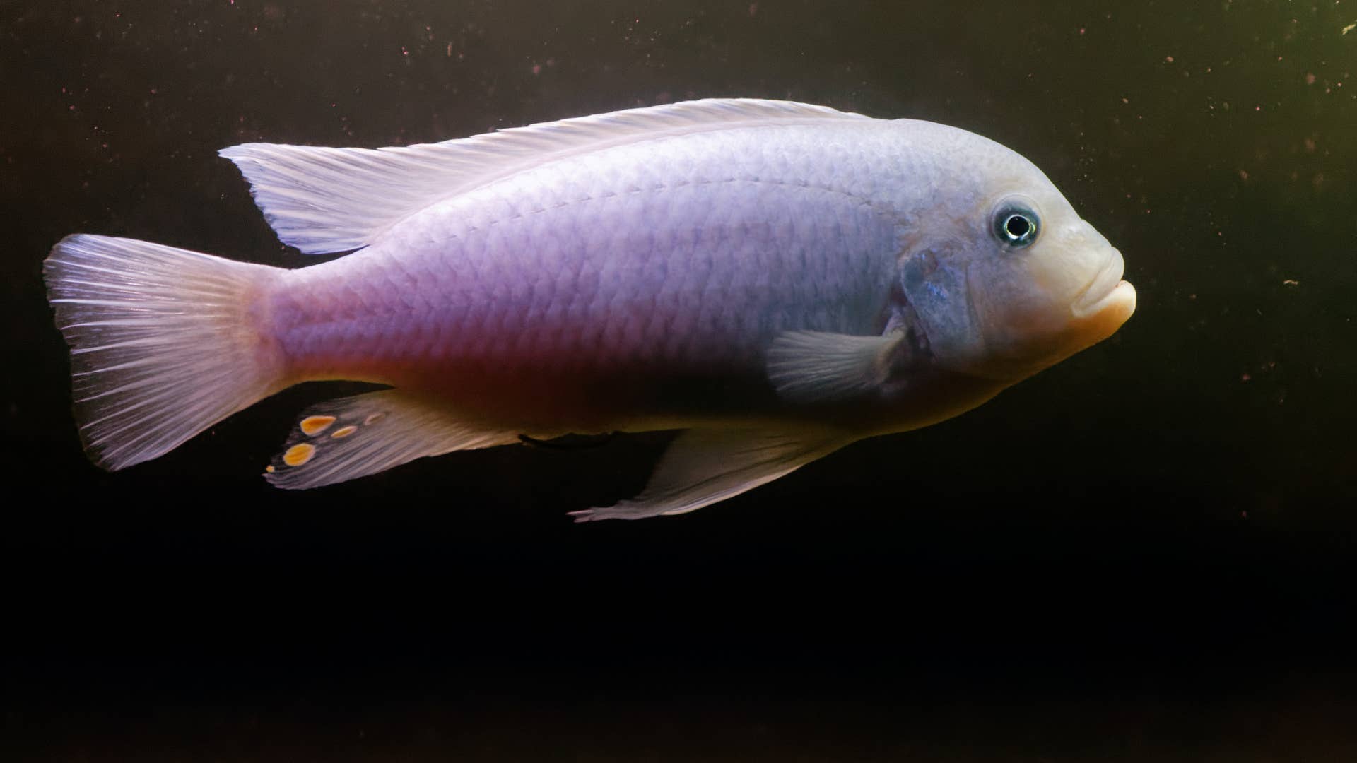 Cichlid Fish: Top 15 Things You Need to Know - PetHelpful