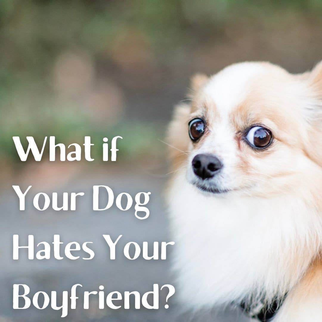 What to Do If Your Dog Doesn't Like Your Boyfriend - PetHelpful