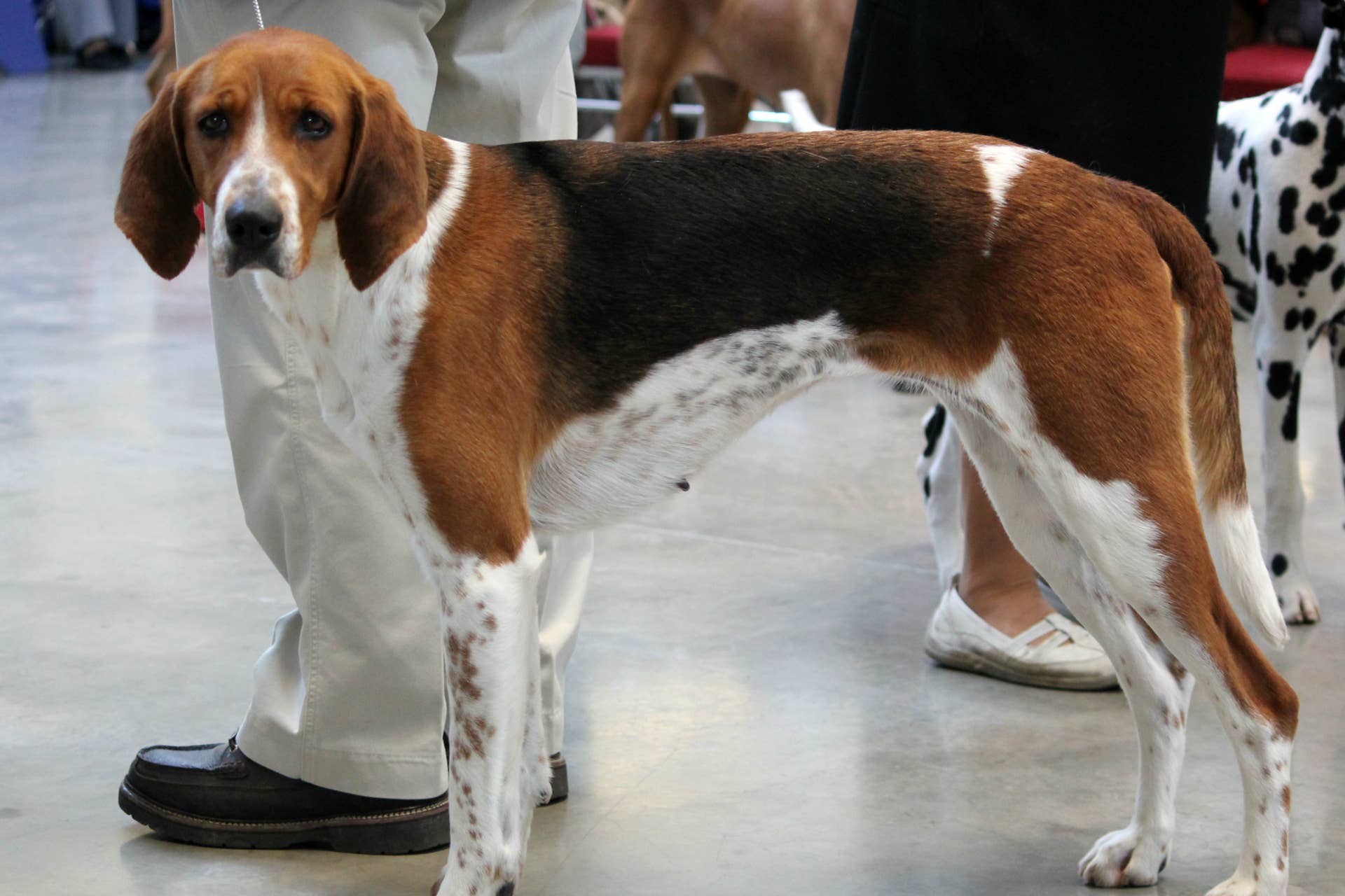 Dogs 101: 10 Popular Hound Breeds - PetHelpful