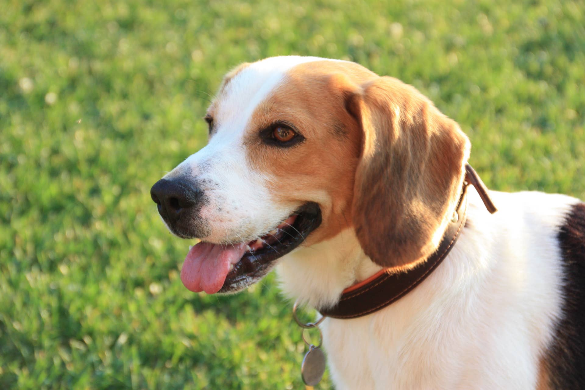 Dogs 101: 10 Popular Hound Breeds - PetHelpful