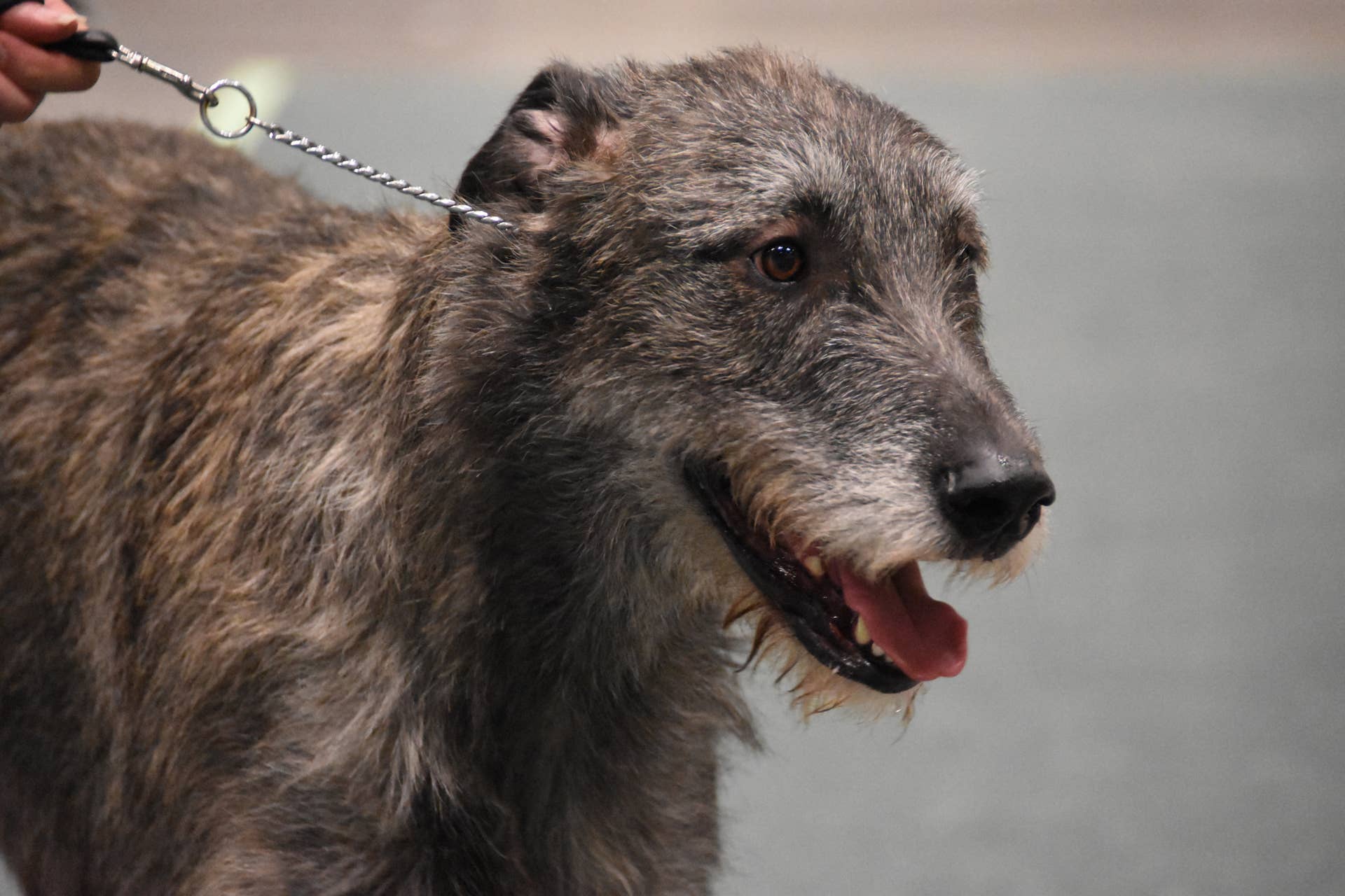 Dogs 101: 10 Popular Hound Breeds - PetHelpful