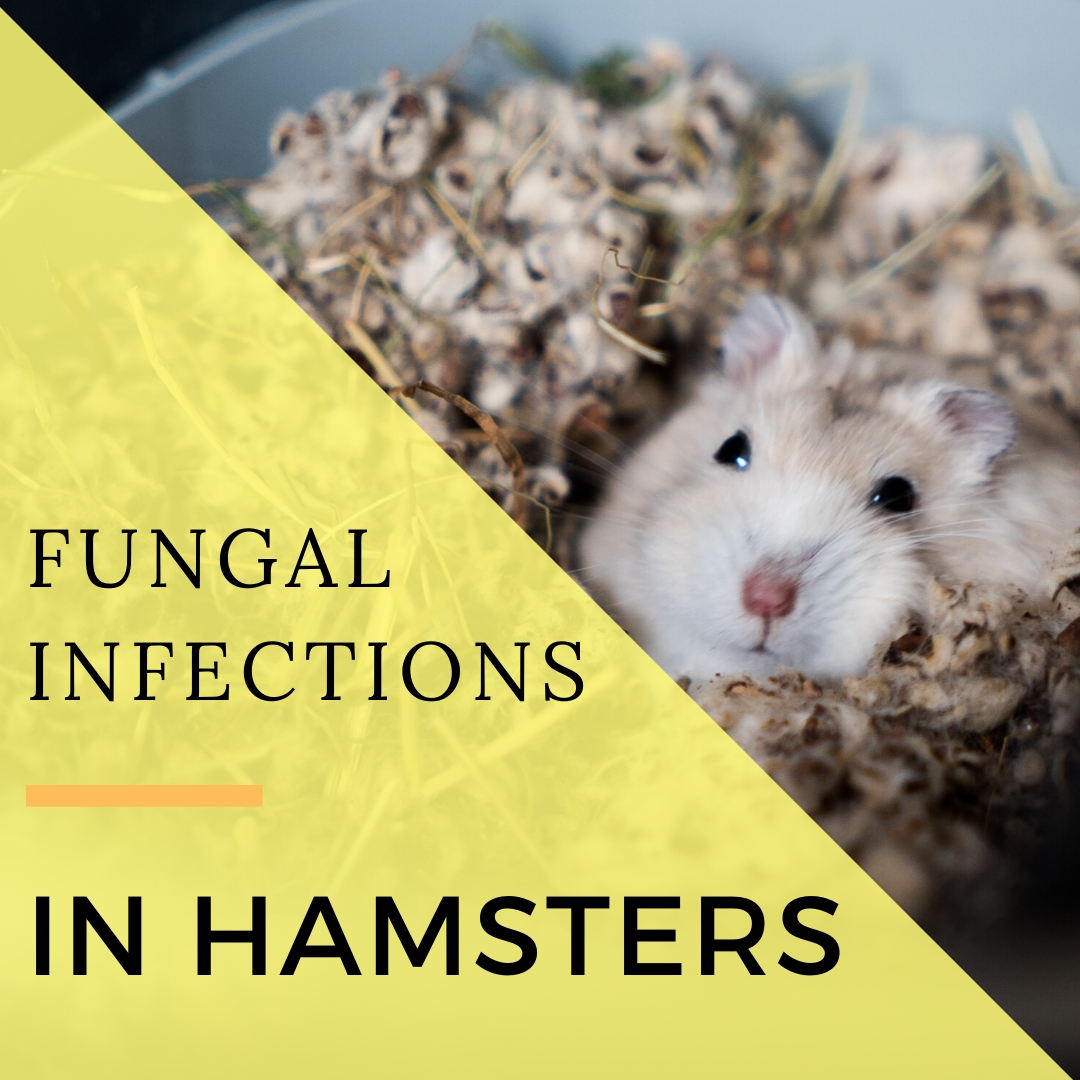 Sick Hamsters: Signs of Fungal Infections and Treatments - PetHelpful