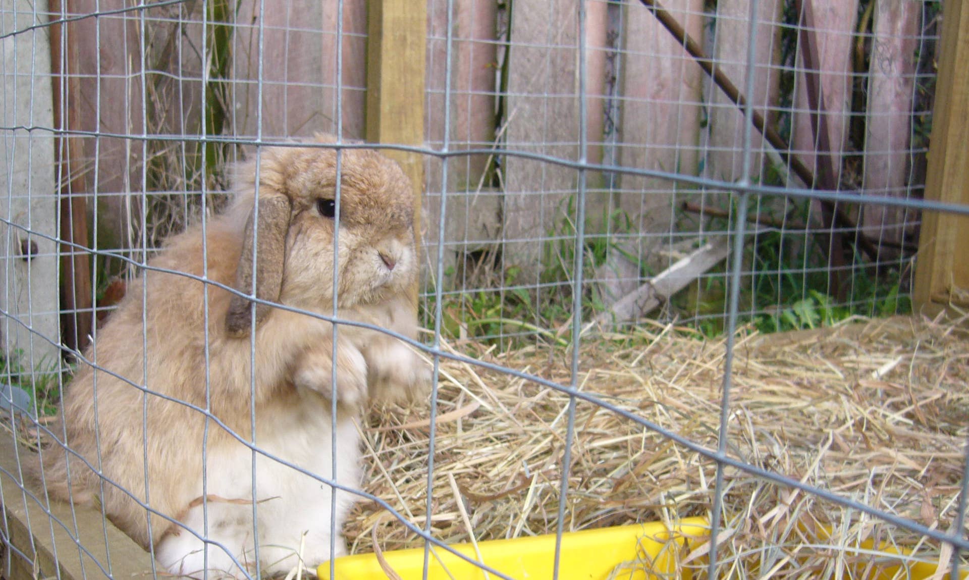 Free Range Rabbit Paddock Design How to Keep a Free-Range Outdoor Rabbit - PetHelpful