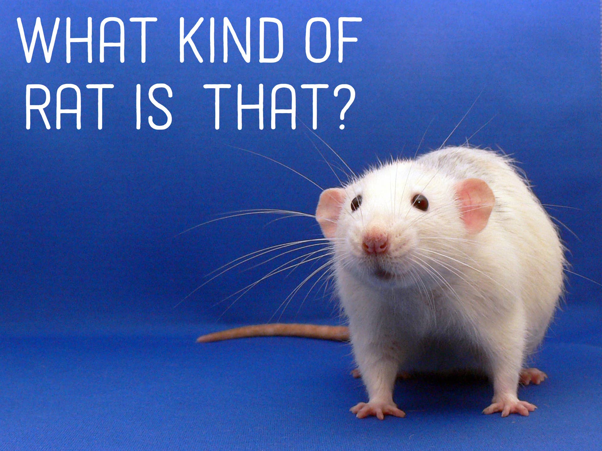 Rat Color Types Rats and Their Types, Colors, and Patterns (With Photos) - PetHelpful