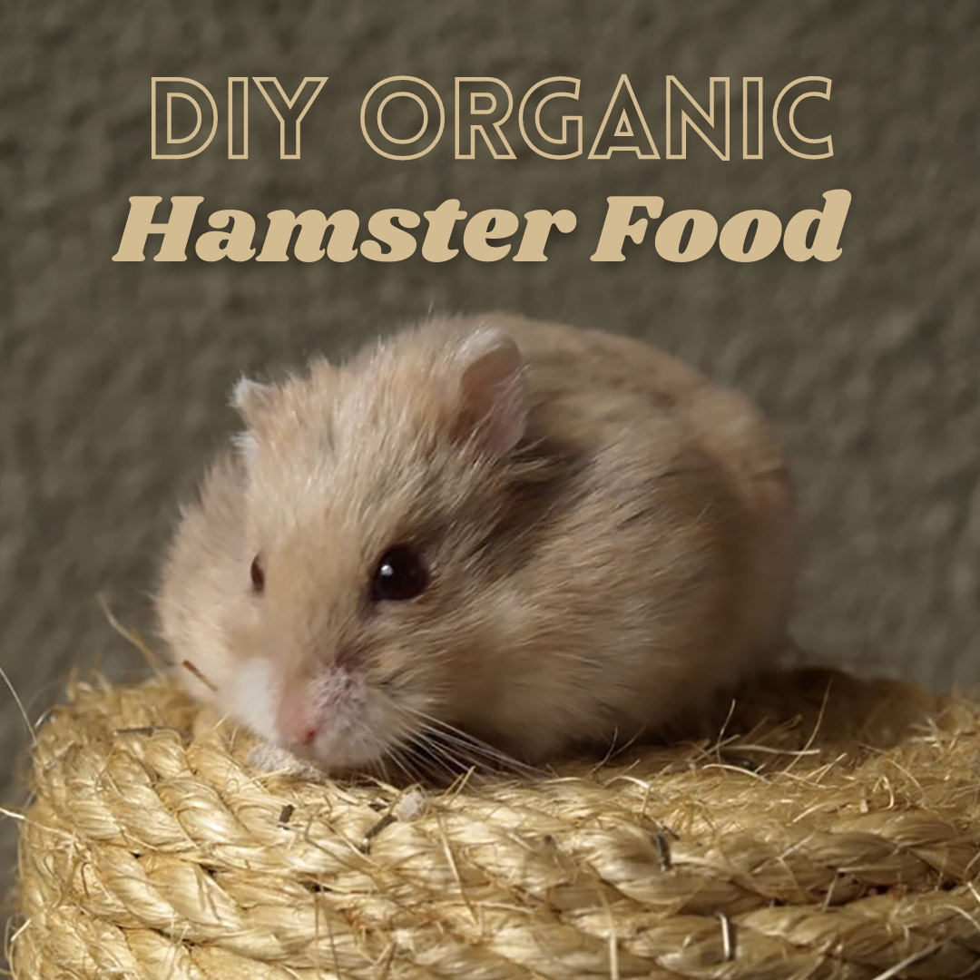 dwarf hamster is oxbow good for hamsters