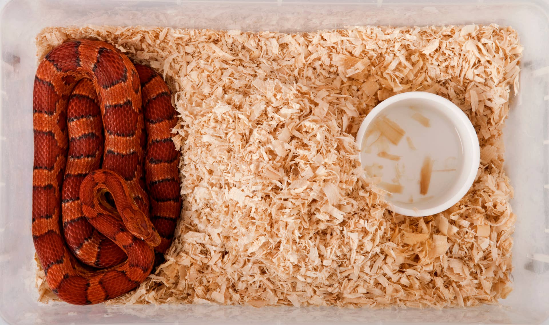 A Complete Guide to Taking Care of Pet Snakes - PetHelpful