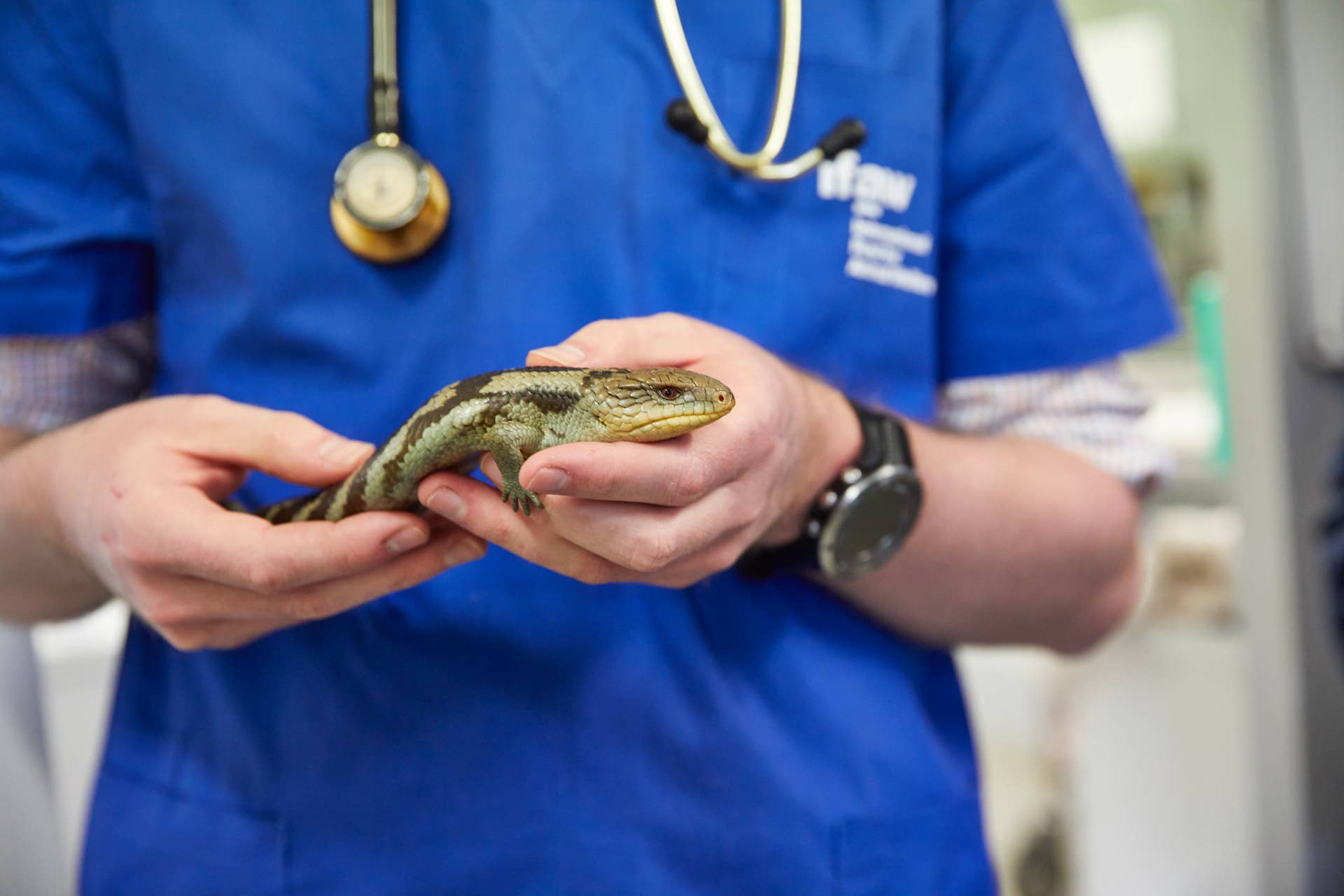 A Complete Guide to Taking Care of Pet Snakes - PetHelpful