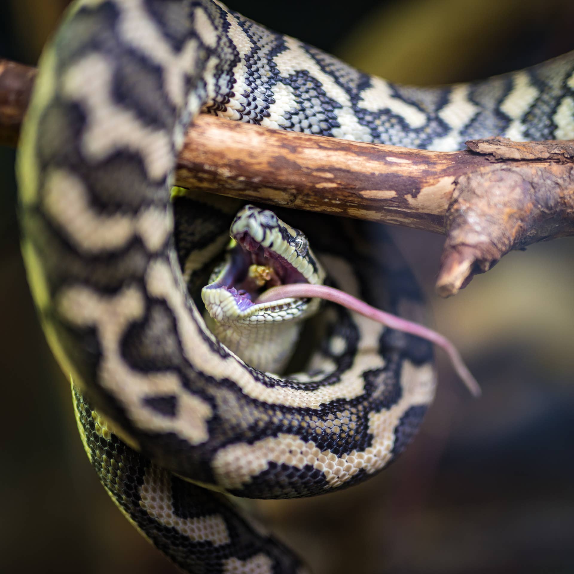 Snake Owner A Complete Guide to Taking Care of Pet Snakes - PetHelpful