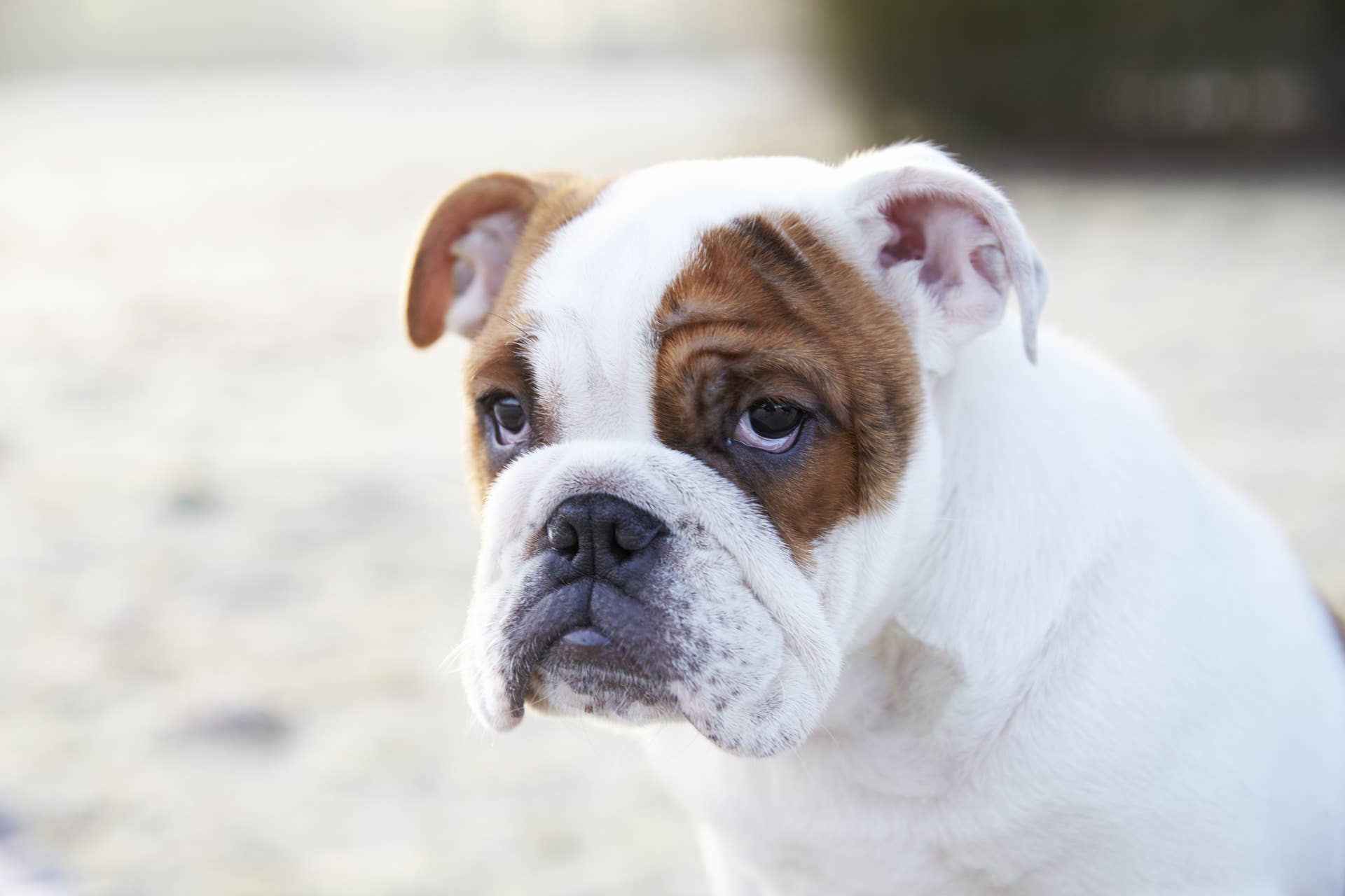 English Bulldog Uses His ‘Big Boy Bark’ to Alert Mom of Hilarious ...
