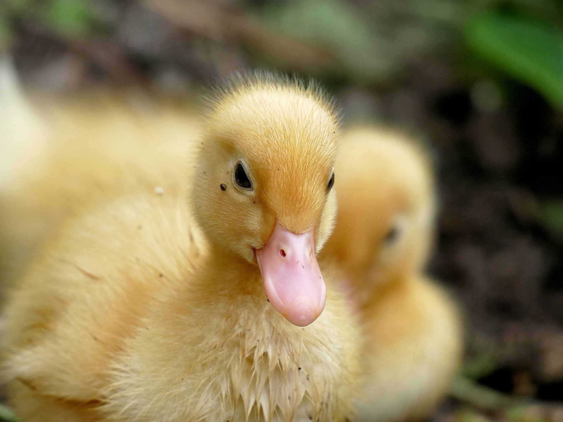 Mama Duck Paces With Panic Over Babies in Trouble—Then a Kind Stranger ...