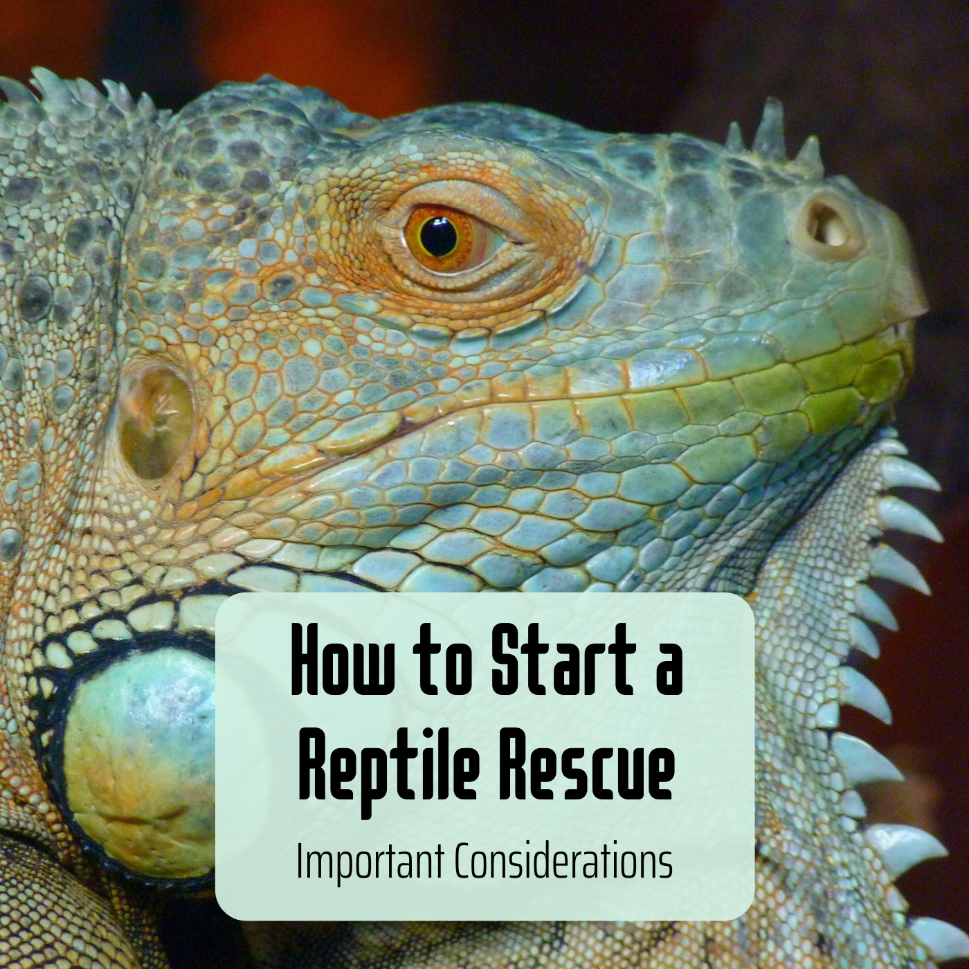 Reptile Rescue Form What to Consider if You Want to Start a Reptile Rescue or Sanctuary ...