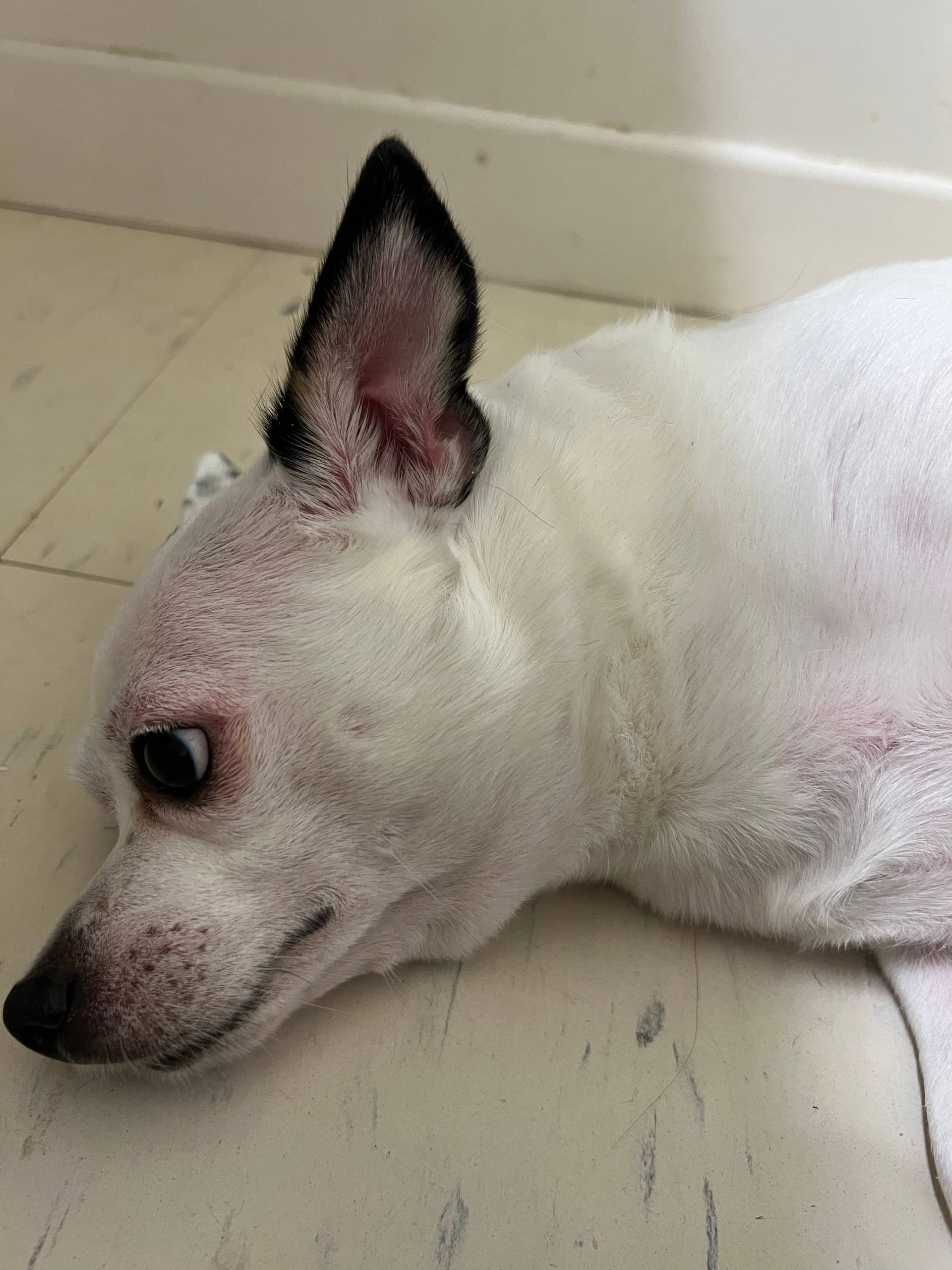 Why Is My Dog's Skin Red All Over?
