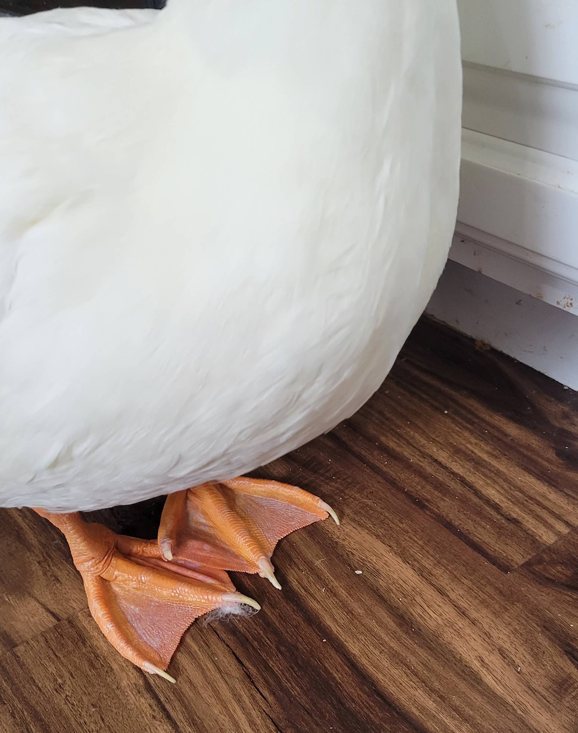 Can a Duck With Deformed Feet Rejoin the Group With a Prosthetic ...