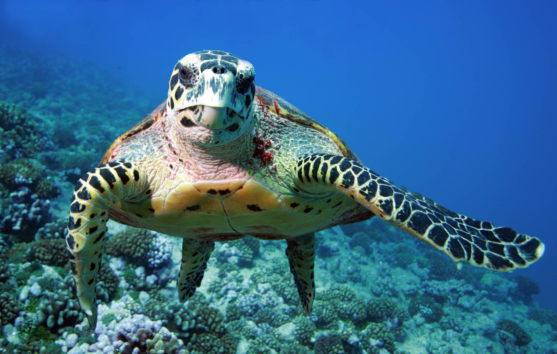 Sea Turtle Rode Carpooling Galapagos Sea Turtle Catches a Ride With a Friend in Cute ...