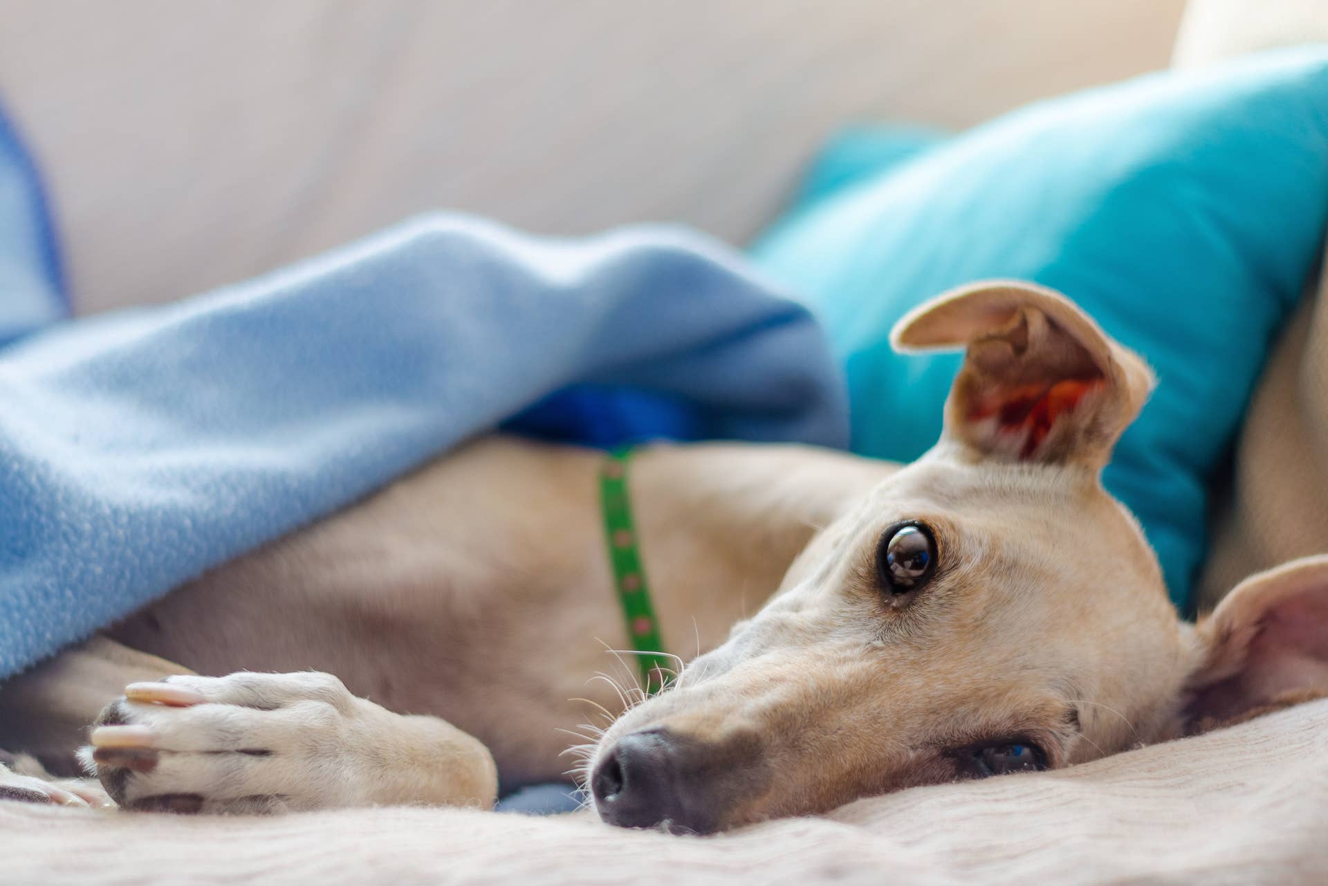 What Is Alabama Rot? - PetHelpful
