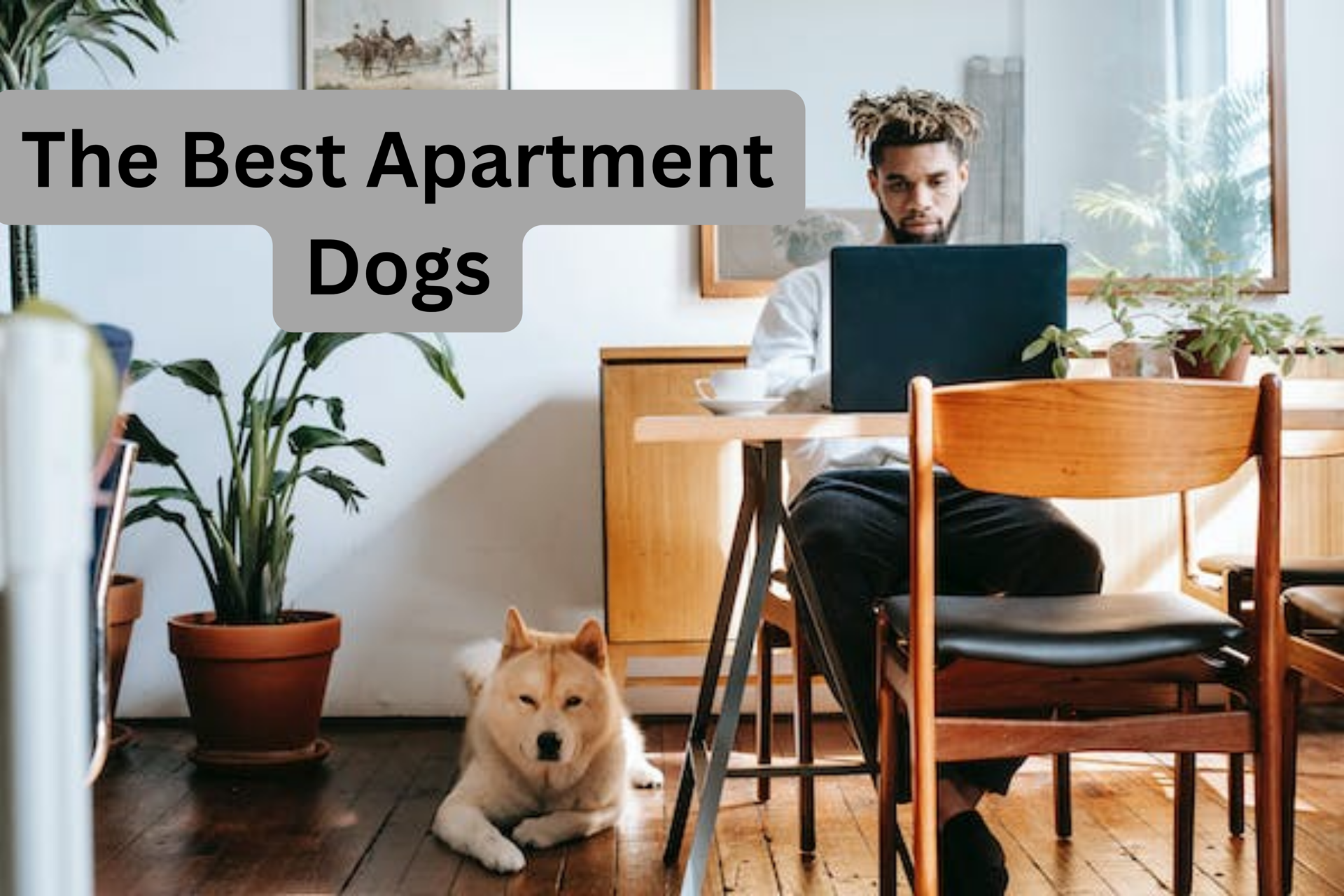 18 Best Hypoallergenic Dog Breeds for Your Apartment (Small, Medium ...