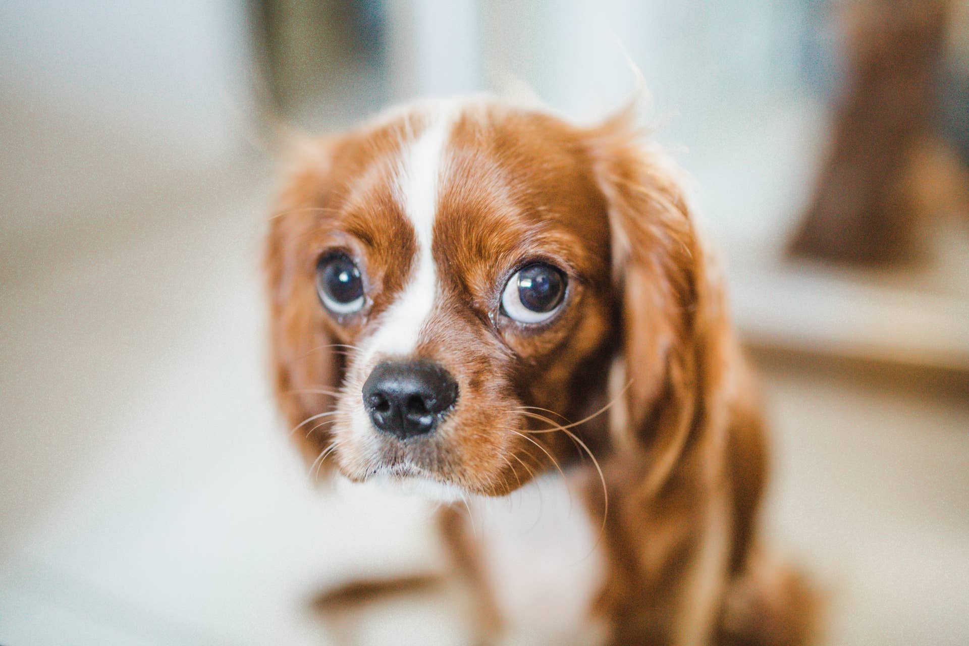7 Serious Reasons Your Dogs Eyes Are Red and Inflamed and What to Do ...