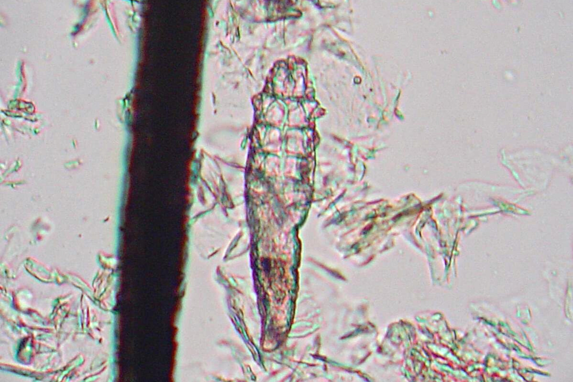 Dog Diseases: Demodex - PetHelpful