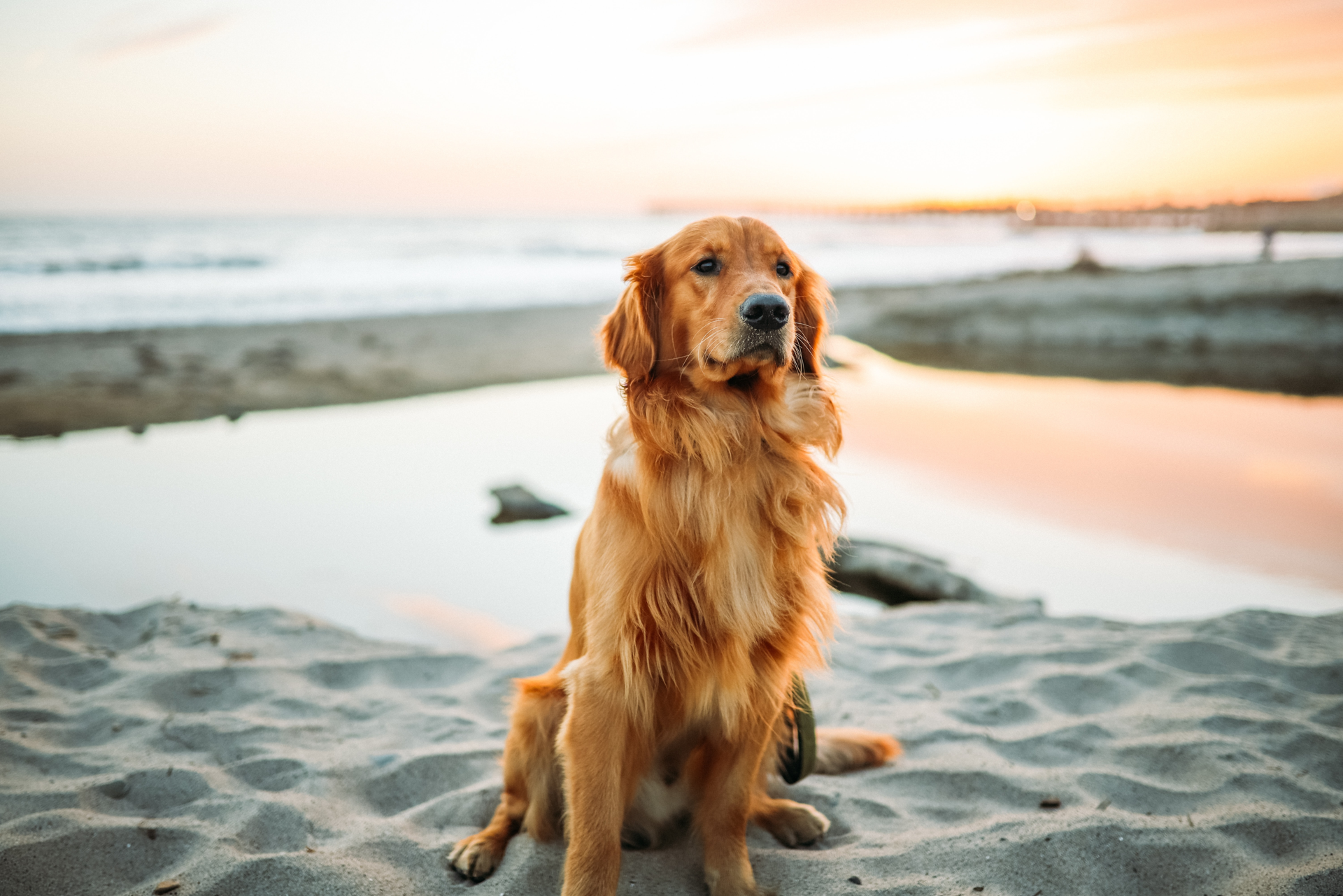 What You Need to Know About Keeping Your Dog Outside - PetHelpful