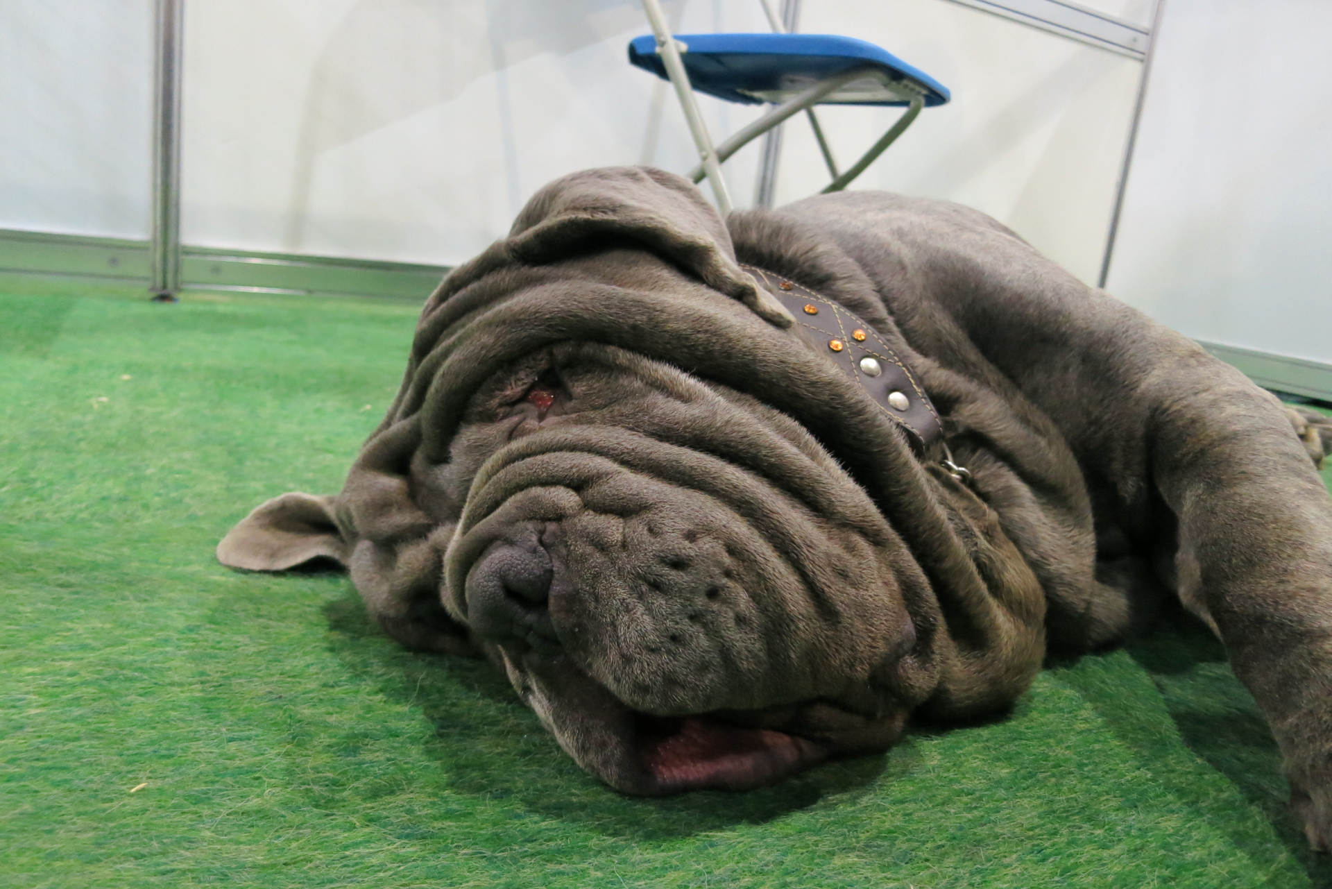 Ugly Dogs Breeds