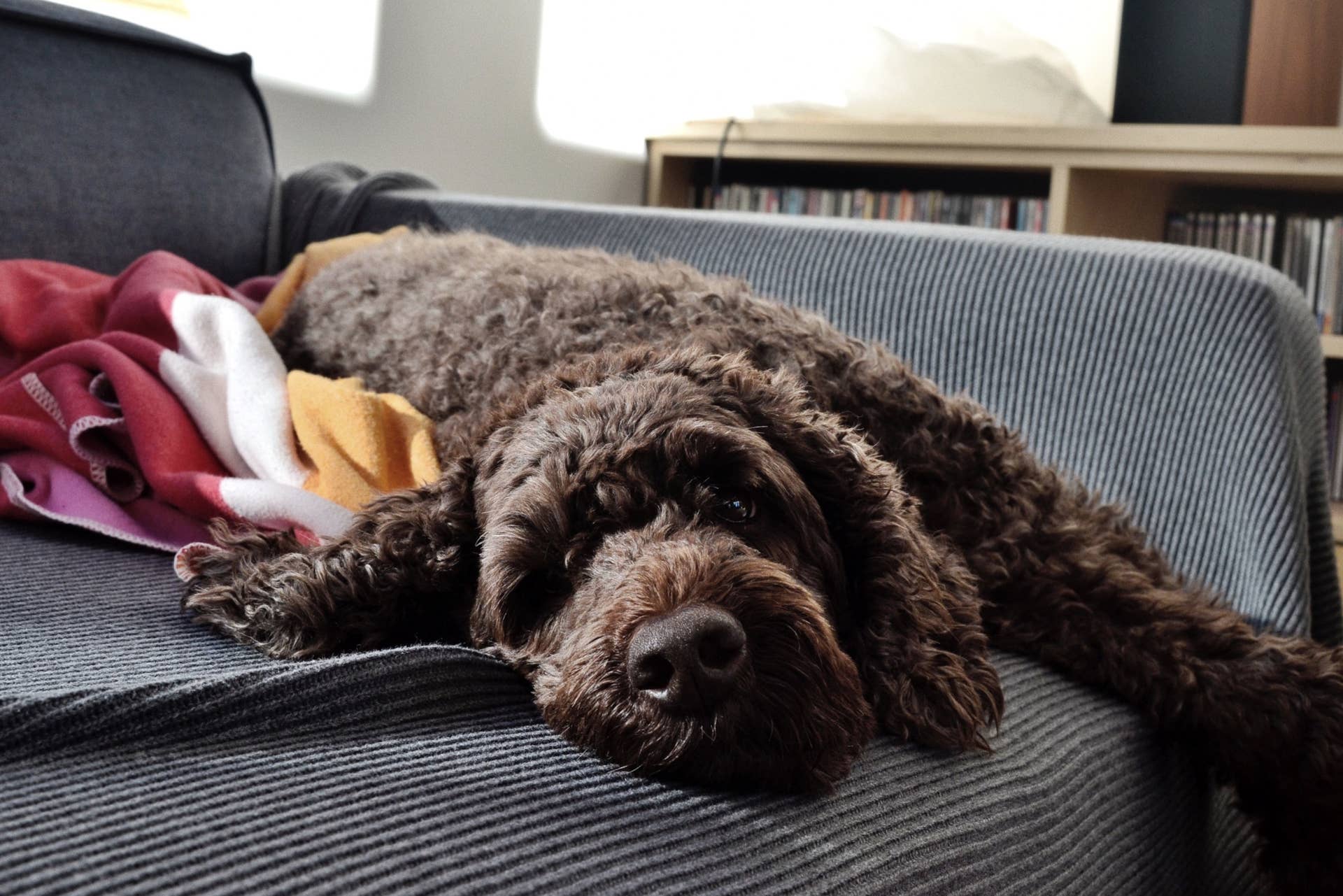 Poodle Large Breed Dogs That Dont Shed A Lot Large Dog Breeds That Don't Shed (Much) PetHelpful