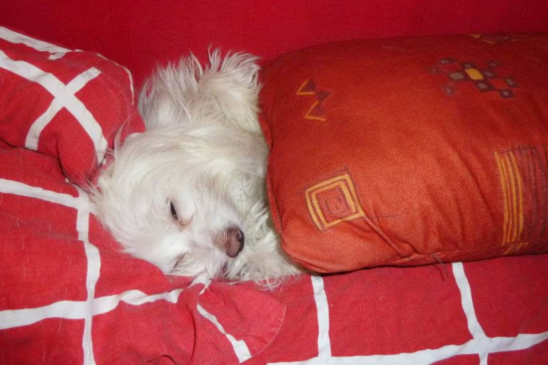 Slacking Dog Small Dog Behavior Problems: Why They Happen & How to Help - PetHelpful