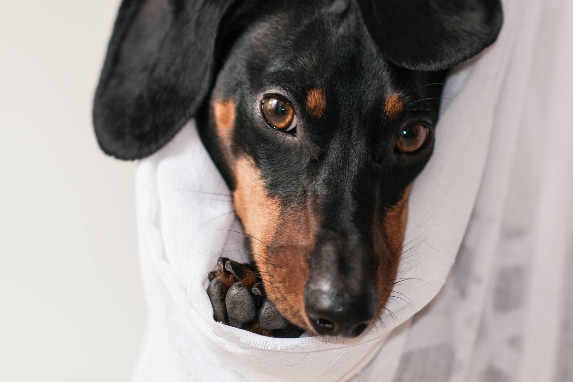 13 Causes of Shivering and Shaking in Dogs - PetHelpful