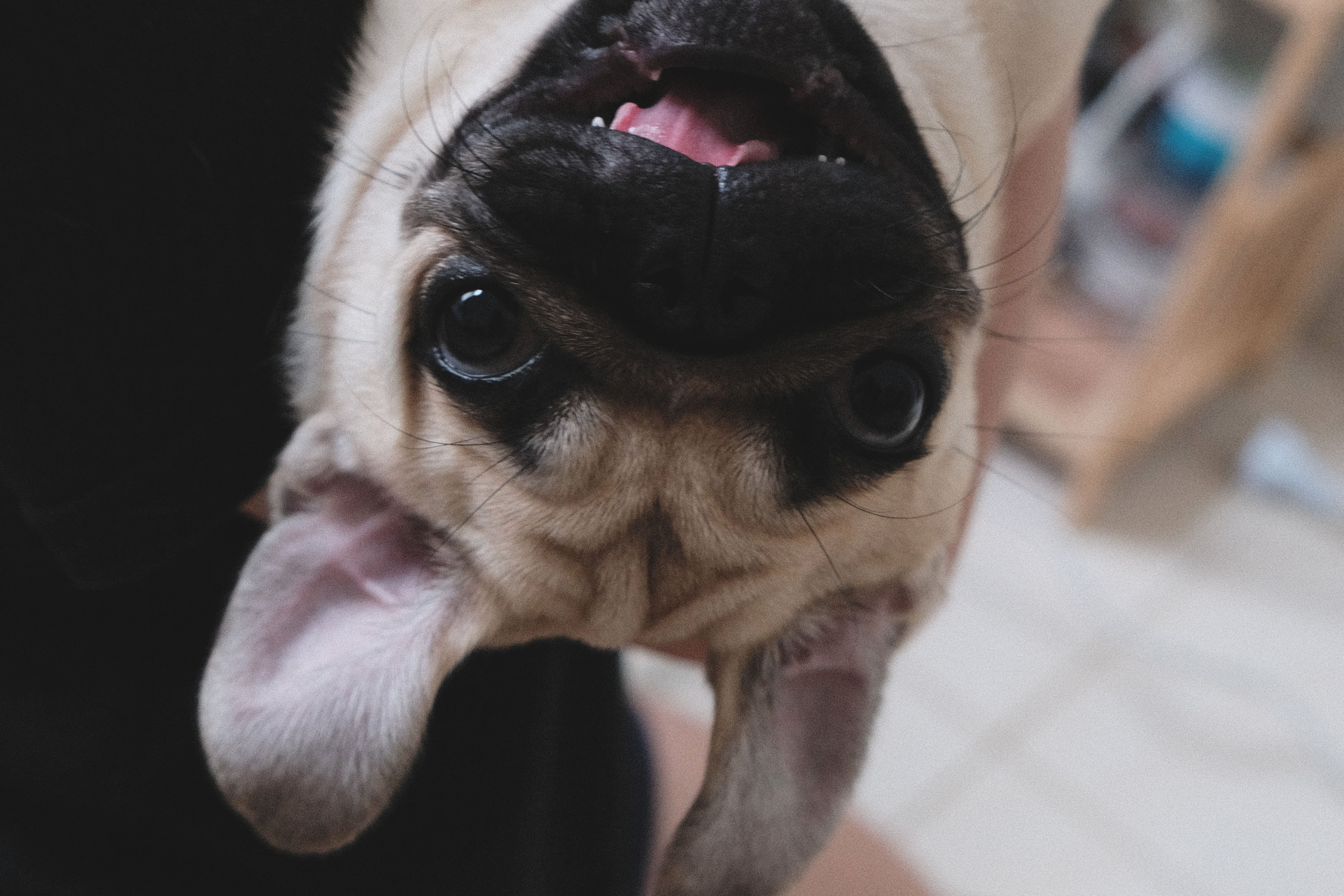 cute dogs top 10 kid friendly dogs