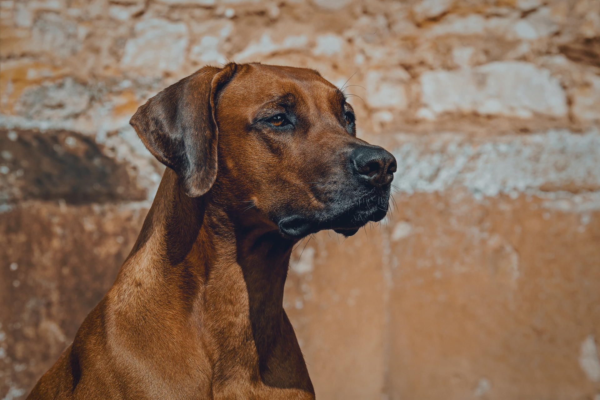 Strong African Dog Names for a Rhodesian Ridgeback (From Ata to Zula ...