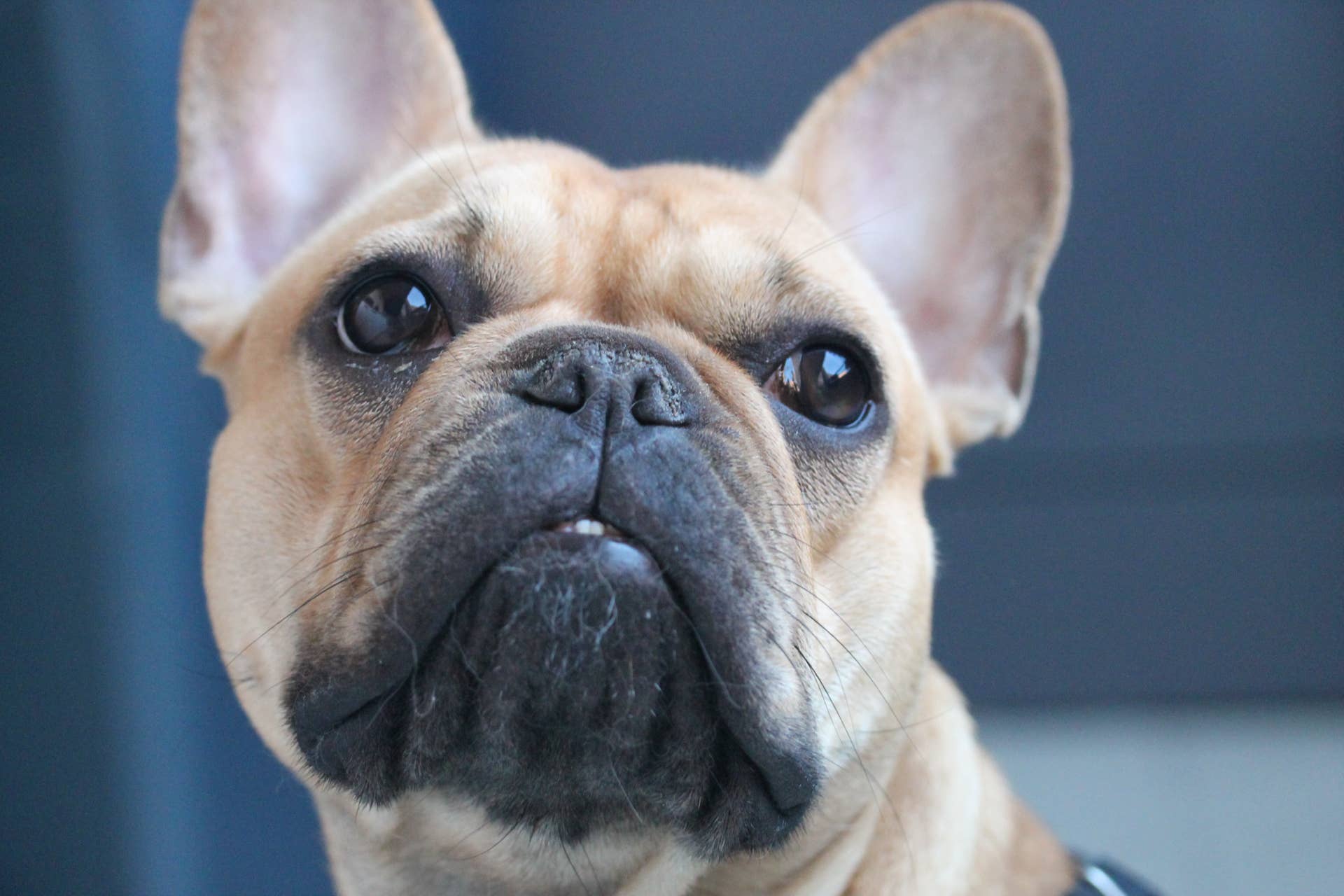 fawn french 15 week old french bulldog