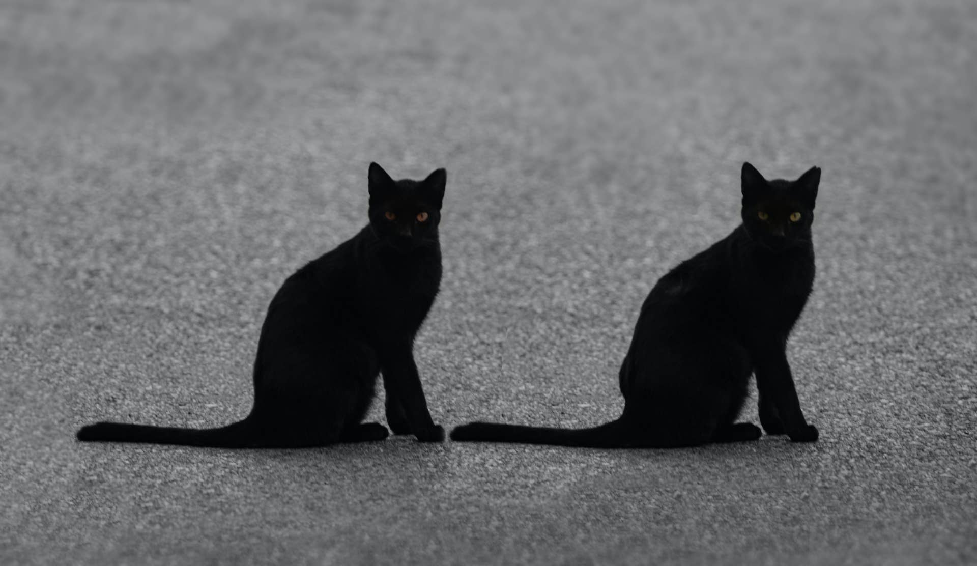 Black Cats Line up To Watch a Single Ice Cube and It's