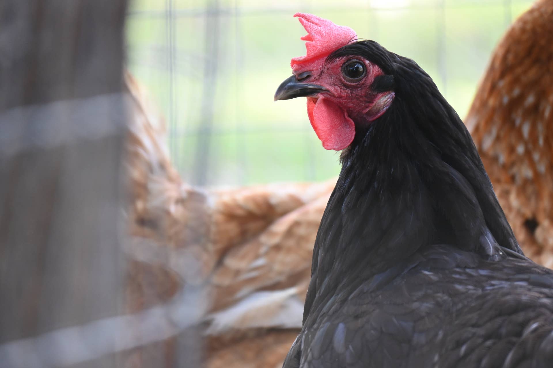 Reque Chicken Rescue Chicken Goes to Starbucks to Get Her Very Own 'Cluck Cup ...