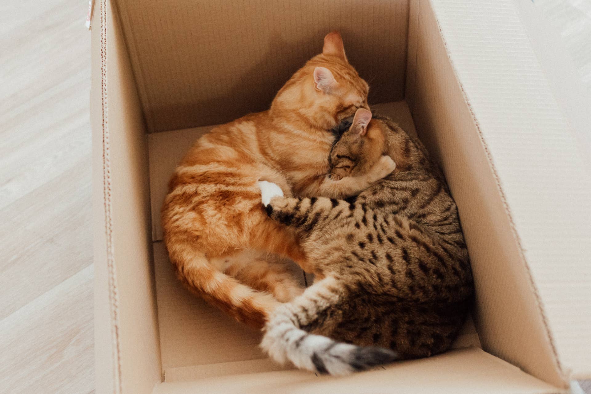 the-truth-about-tabbies-basic-