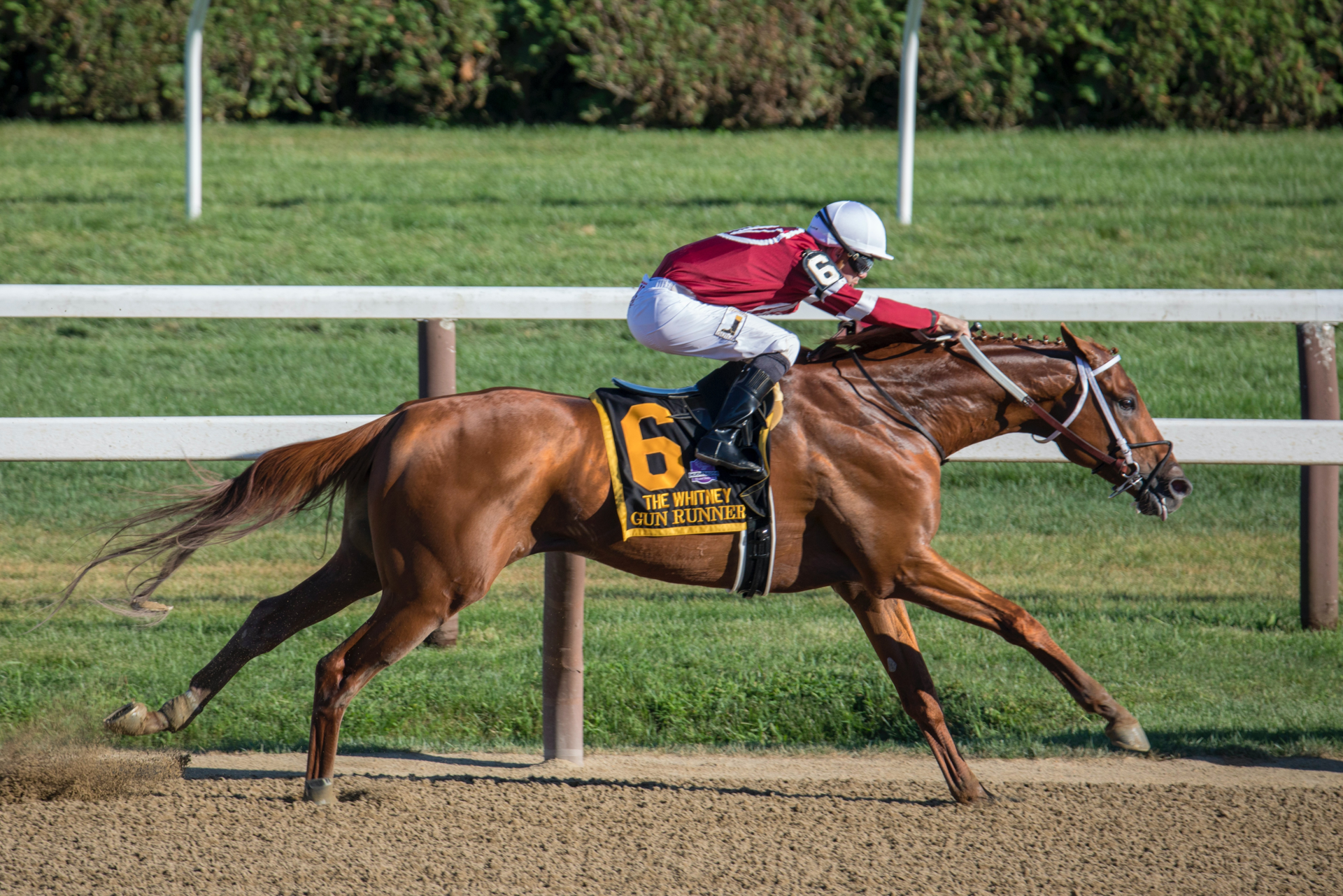 Top 5 Horse Breeds for Barrel Racing - PetHelpful