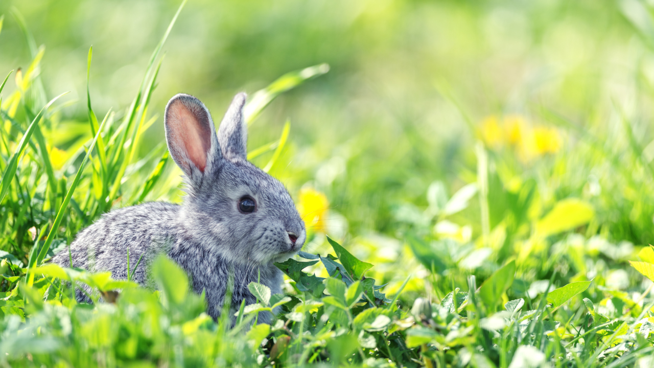 How Do I Know If My Rabbit Is in Pain? - PetHelpful