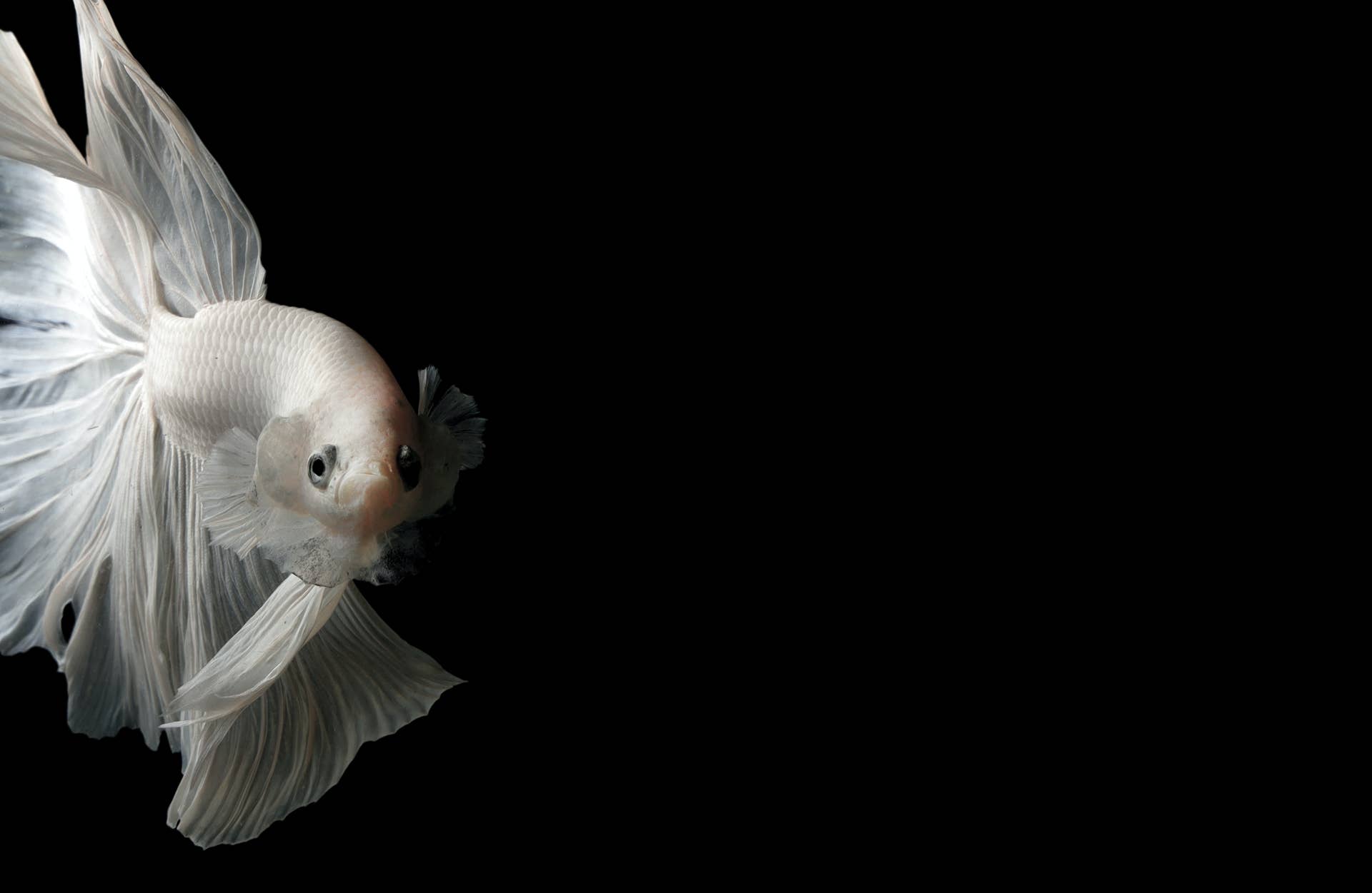 Betta Fish - PetHelpful