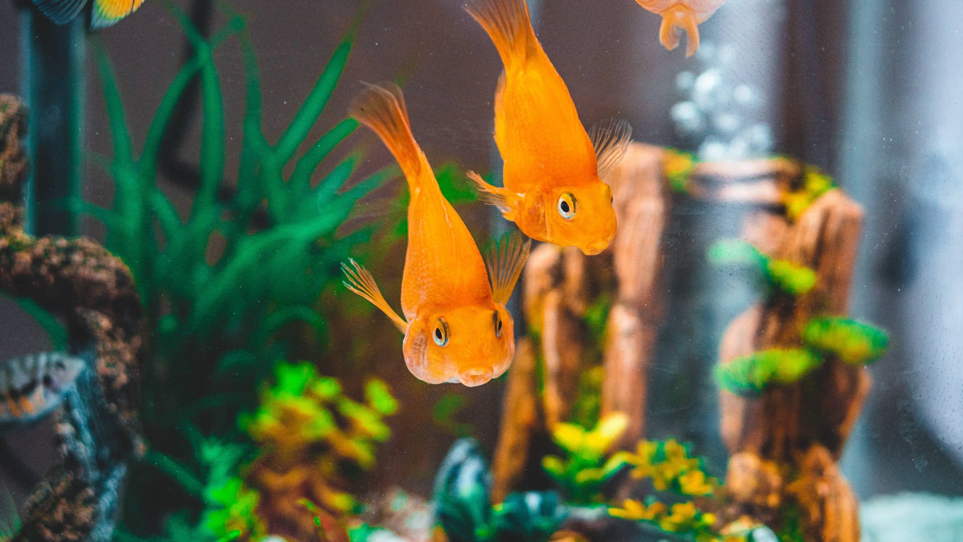 Curated visual reference: Cheap Freshwater Aquariums Reference: How To Set Up A Freshwater Aquarium For Cheap