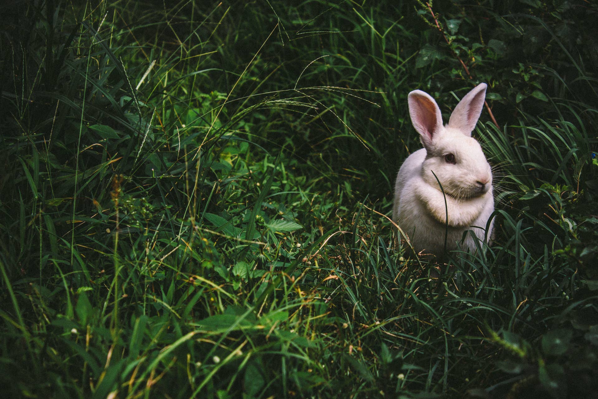 bunny-breed-guide-new-zealand-white-rabbit-pethelpful