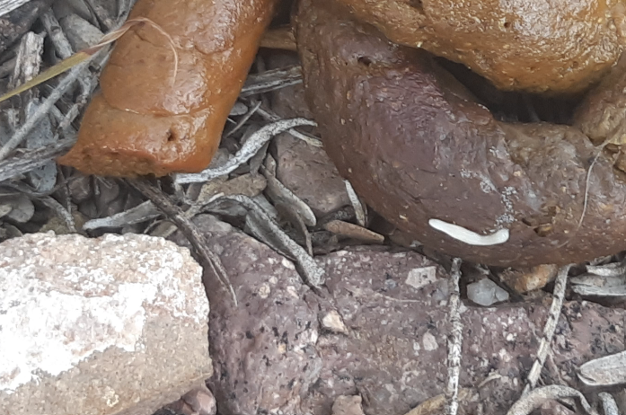 Why Does My Dog's Poop Look Like It Has Rice in It? (With Pictures ...