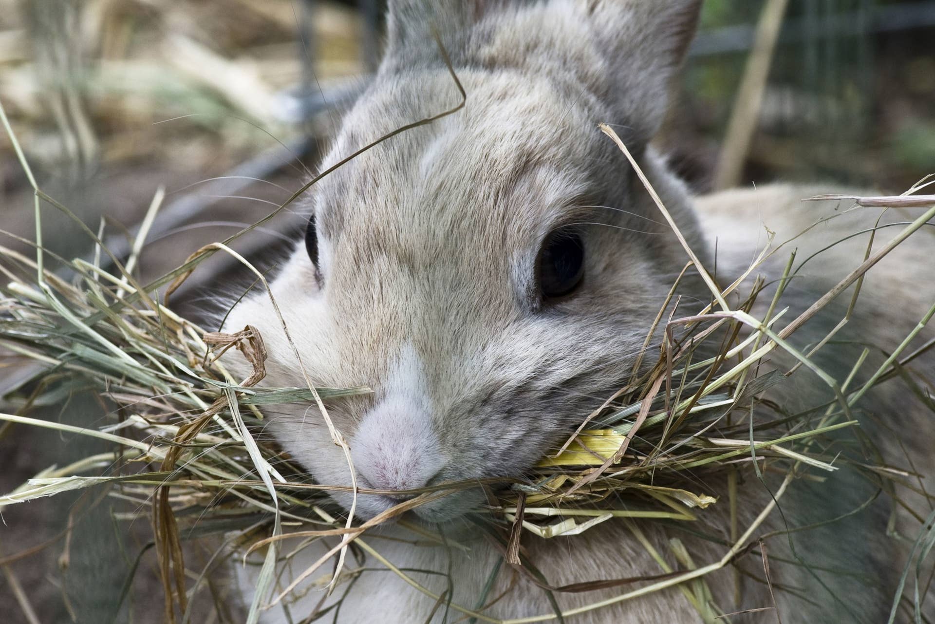 Rabbit eating hay