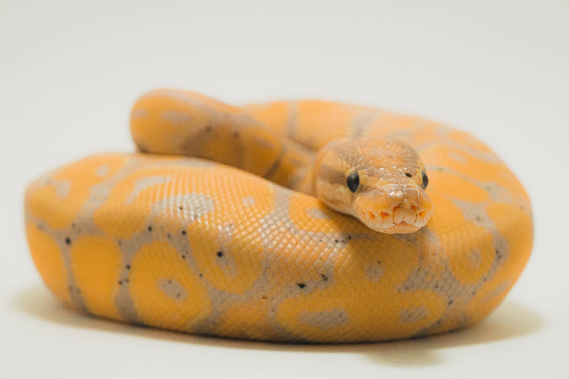 Photo inspiration: Fresh Look at Best Pet Snake Species For Children And Beginners