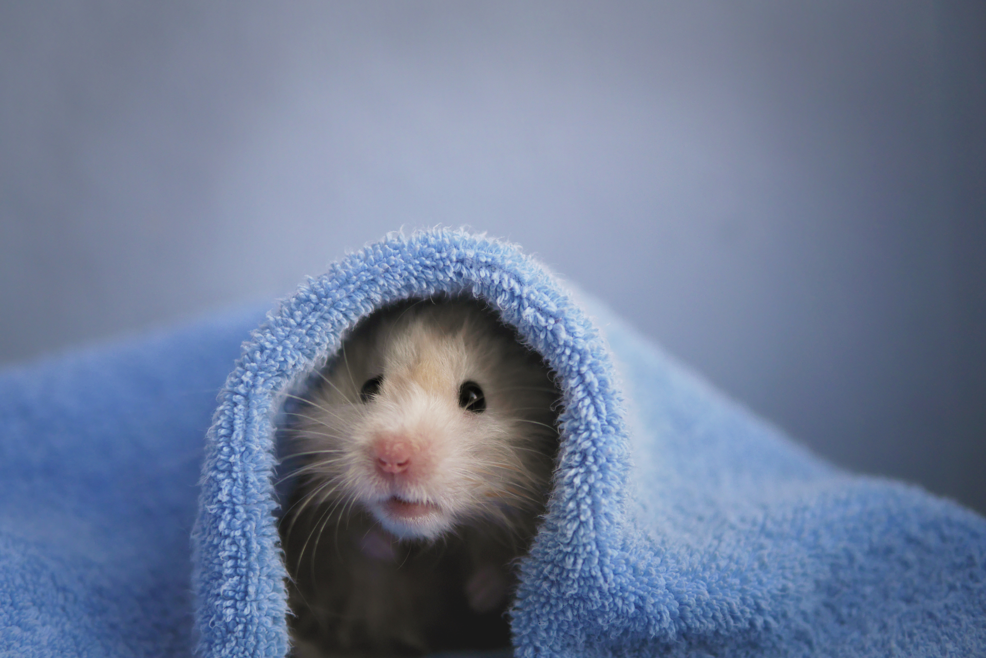 Rodents - PetHelpful