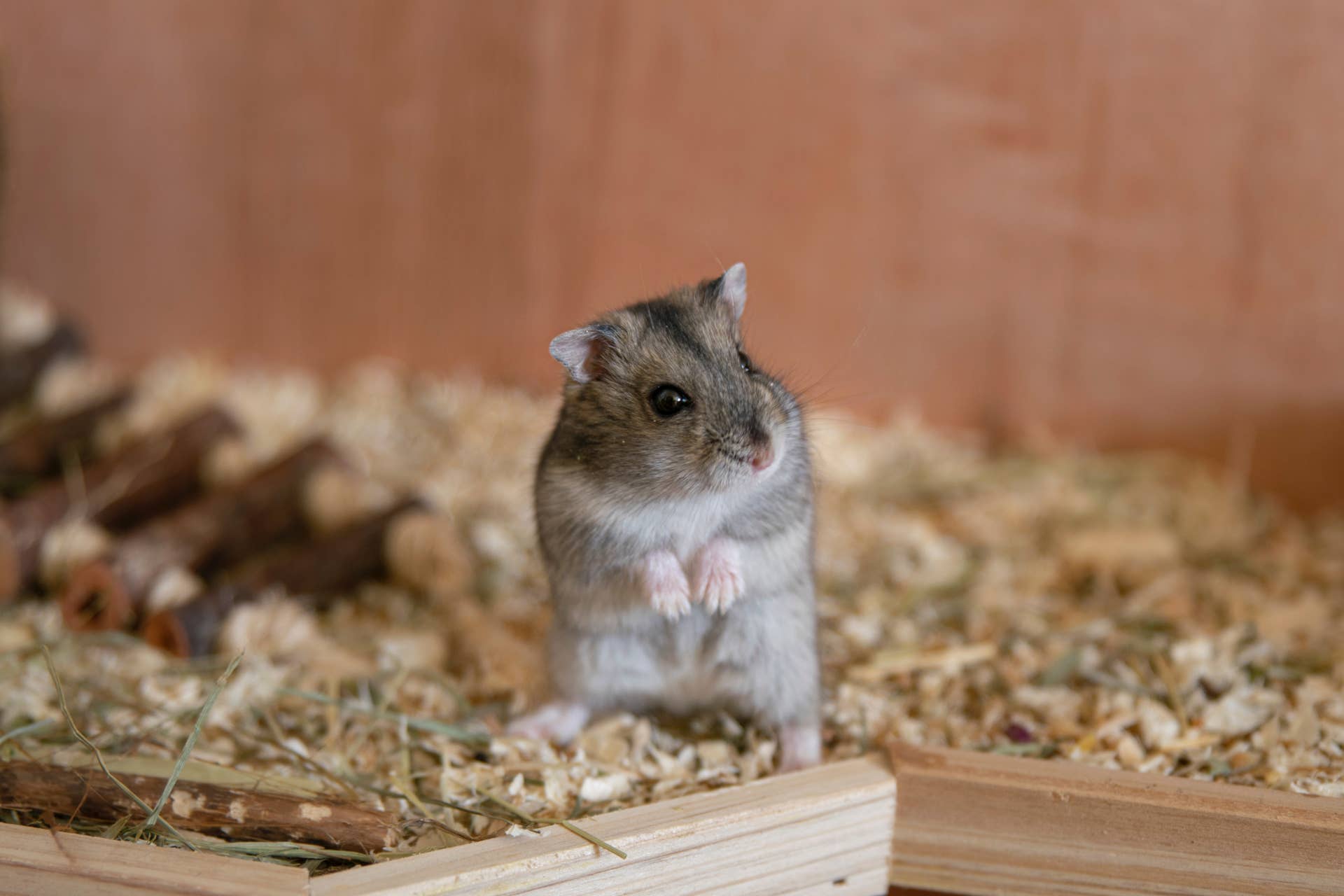 How Do Hamsters Communicate With Each Other and With Humans? - PetHelpful